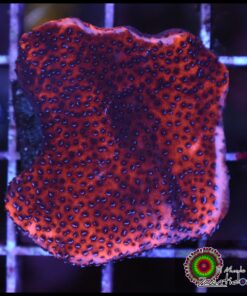 Mystic montipora