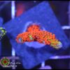 Fire forest montipora