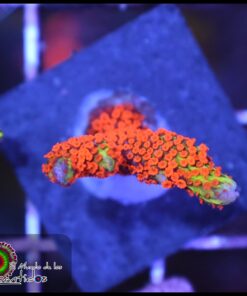 Fire forest montipora