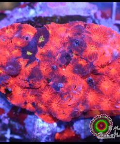 Rainbow favia colonia