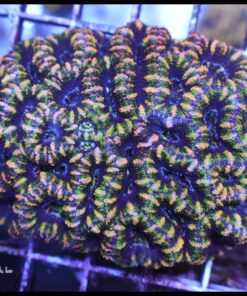 Acan ultra colonia