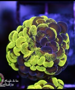 Toxic gold splatter hammer branch