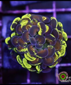 Toxic gold splatter hammer branch