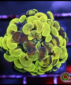 Toxic gold splatter hammer branch