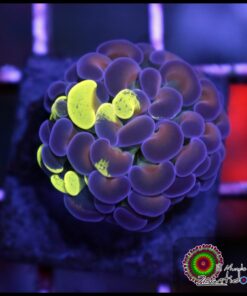 Toxic gold splatter hammer branch