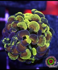 Toxic gold splatter hammer branch