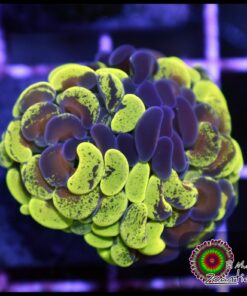 Toxic gold splatter hammer branch