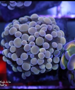 Bicolor hammer branch