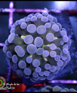 Blue tips hammer branch