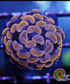 Hammer branch orange splatter