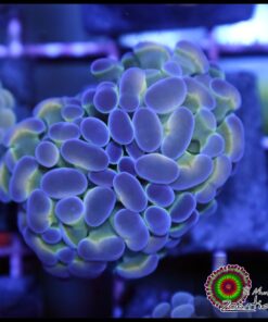 Hollogram hammer branch