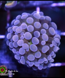 Blue tips hammer branch