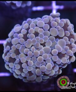 Bicolor hammer branch