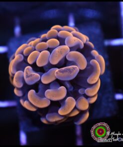 Hammer branch orange splatter