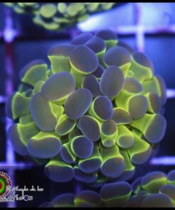 Hollogram hammer branch