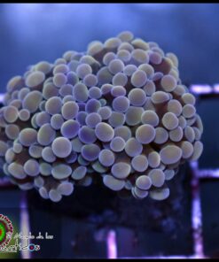 Bicolor hammer branch 2 cabezas unidas