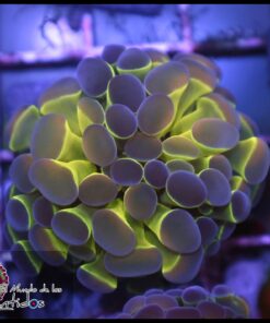 Hollogram hammer branch