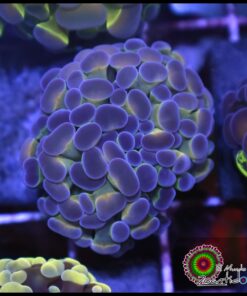 Hammer branch bicolor ultra