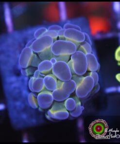 Hammer branch bicolor ultra