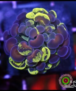 Toxic gold splatter hammer branch