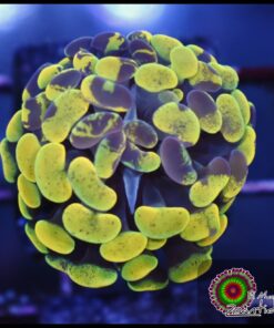 Yellow green marbled hammer branch