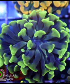 Hammer branch green tips