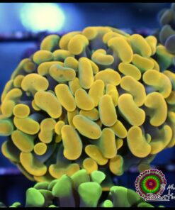 Willy Wonka hammer branch