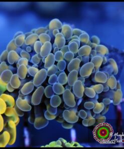 Hammer branch bicolor 2 cabezas unidas