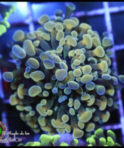 Hammer branch bicolor