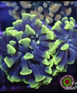 Hammer branch green tips