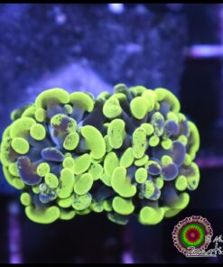 Yellow green marbled hammer branch 2 cabezas unidas