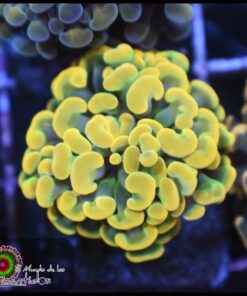 Willy Wonka hammer branch