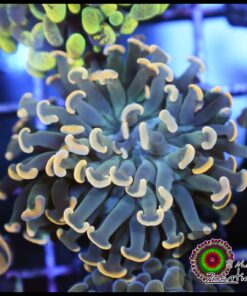 Green steam golden hammer  branch