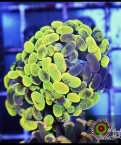 Yellow green marbled hammer branch