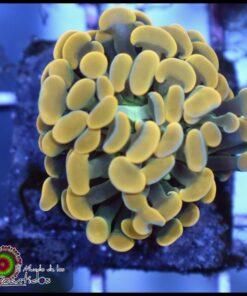 Yellow ultra hammer branch