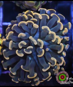 Green steam golden hammer branch