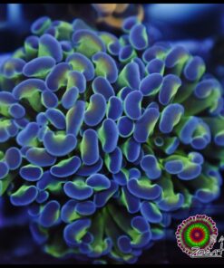 Hammer branch bicolor ultra