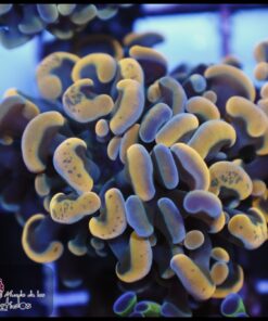 Hammer branch grafted orange