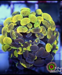 Yellow green marbled hammer branch