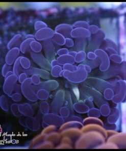 Hammer branch purple