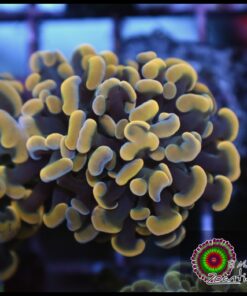 Hammer branch yellow