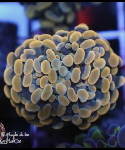 Hammer branch yellow