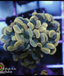 Hammer branch lime bicolor