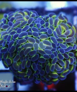 Hammer branch purple tips