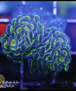 Hammer branch purple tips