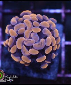 Hammer branch orange splatter