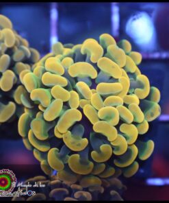 Willy Wonka hammer branch