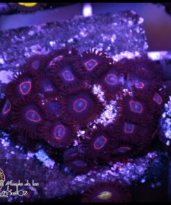 Red ring zoas