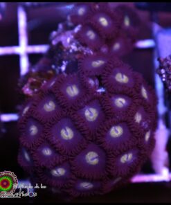 Pacman zoas