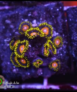 Saiyayin zoas
